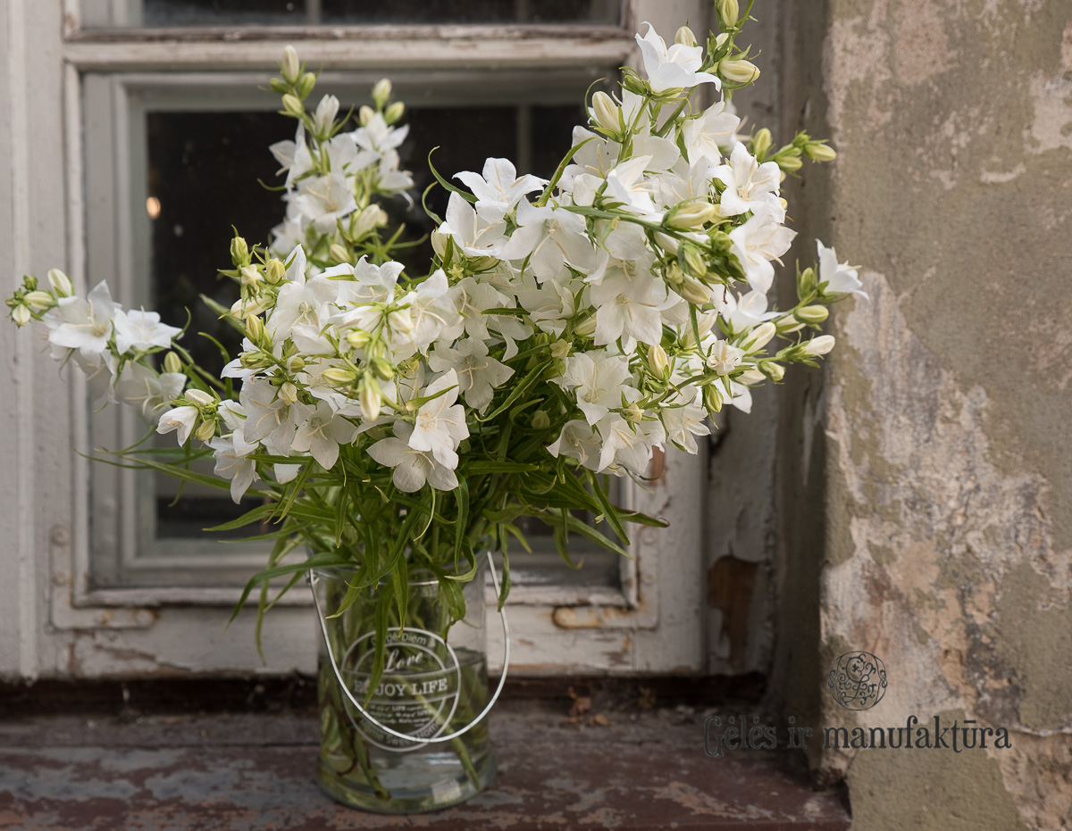 Skinti katilėliai (Campanula) baltais žiedais, 60cm, lengva balta, skinta pievų gėlė - Image 6