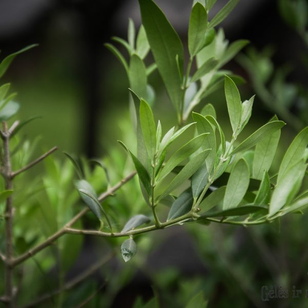 Alyvmedis (olea europaea) kambarinis augalas medelis olive tree gėlės ir manufaktūra