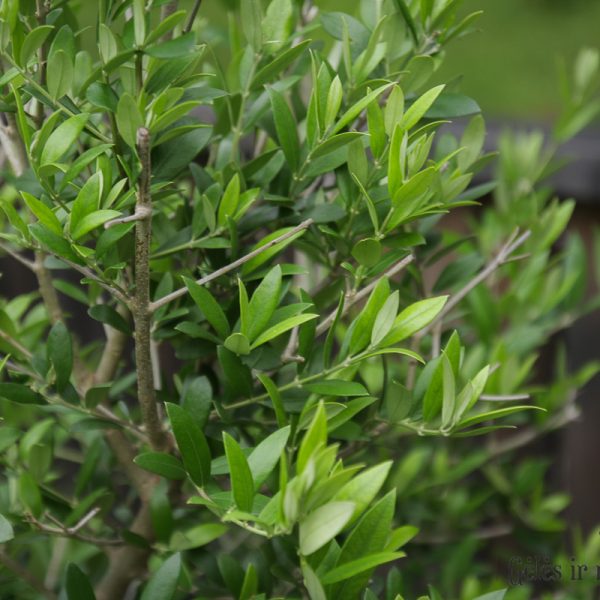 Alyvmedis (olea europaea) kambarinis augalas medelis olive tree gėlės ir manufaktūra