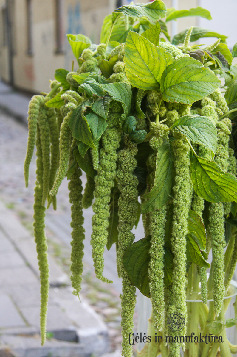 Burnotis (Amaranthus), svyrantis, salotinis žalias, įspūdinga skinta gėlė, 70-80cm - Image 3