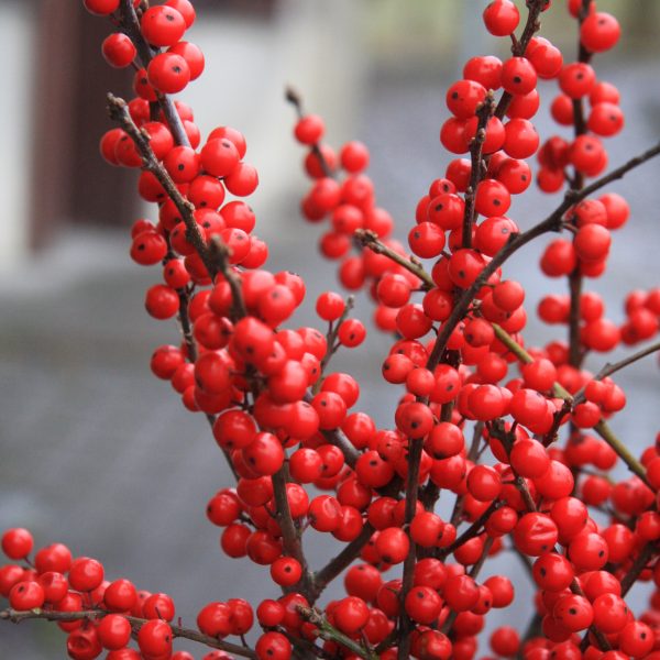 Ilex Bugienis raudonas red berries gėlės ir manufaktūra uogos skintos