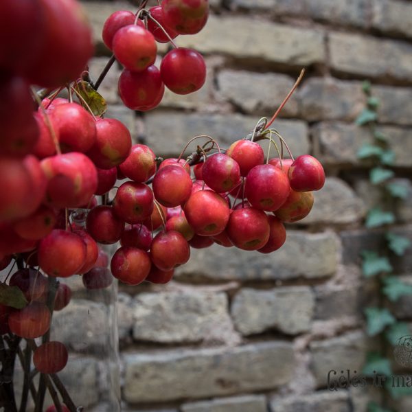 malus apple tree rojaus obuoliukai šakelės skintos gėlės ir manufaktūra