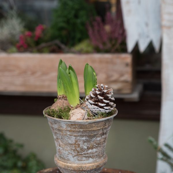 Hyacinthus Jacintas svogūninis augalas bulbs plants pavasaris kalėdos christmas pavasarinis christmas geles ir manufaktura jacintas kompozicija