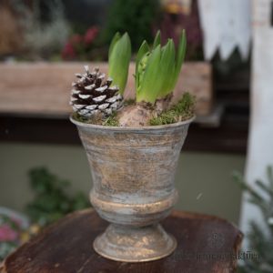 Hyacinthus Jacintas svogūninis augalas bulbs plants pavasaris kalėdos christmas pavasarinis christmas geles ir manufaktura jacintas kompozicija