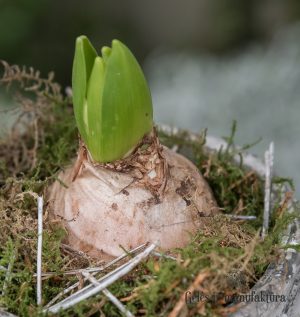 Hyacinthus Jacintas svogūninis augalas bulbs plants pavasaris kalėdos christmas pavasarinis