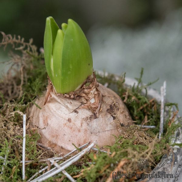 Hyacinthus Jacintas svogūninis augalas bulbs plants pavasaris kalėdos christmas pavasarinis