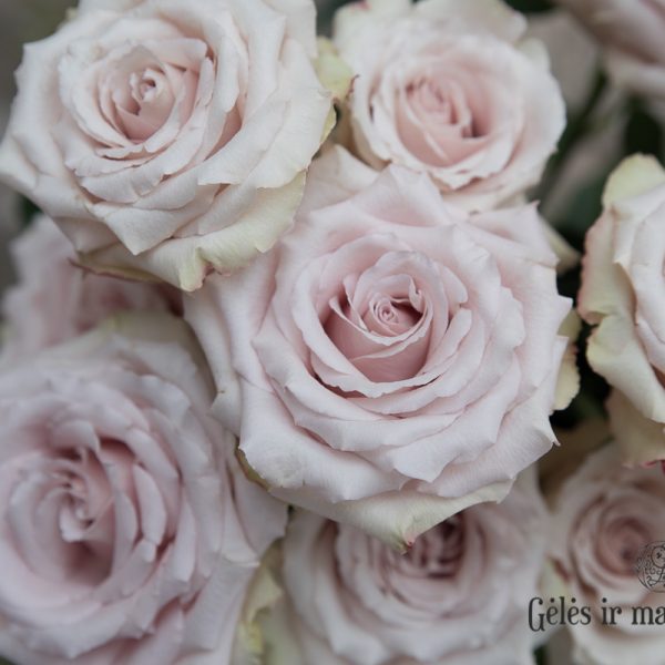Quicksand rožės smėlio rosa skintos gėlės ir manufaktūra