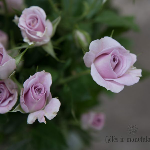 Rožės rožytės rosa daugiažiedės violetinės skintos gėlės ir manufaktūra