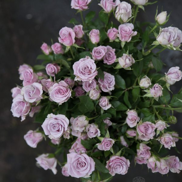 Rožės rožytės rosa daugiažiedės violetinės skintos gėlės ir manufaktūra
