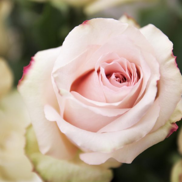 Quicksand rožės smėlio rosa skintos gėlės ir manufaktūra