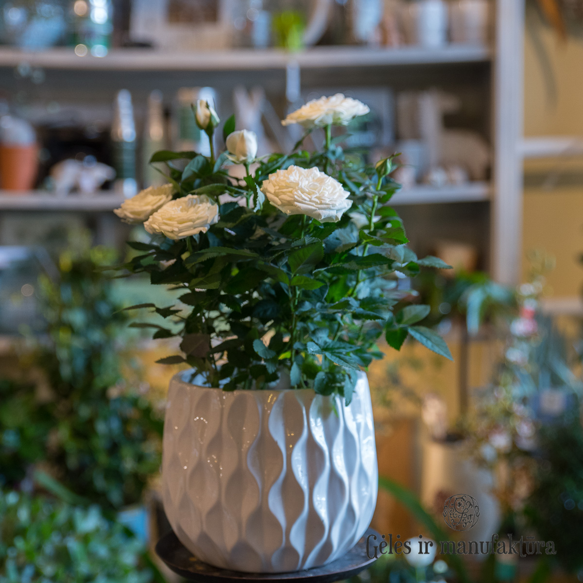 Rožytės (Rosa) smulkiažiedės rožės, augančios vazonėlyje, įvairios žiedų spalvos - Image 22