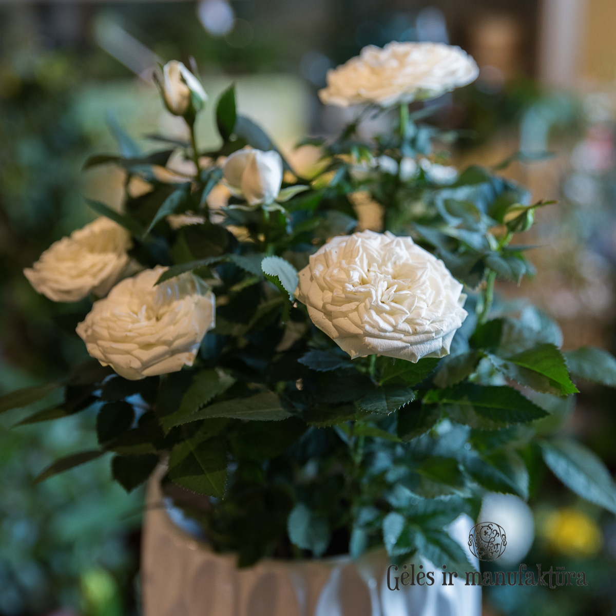 Rožytės (Rosa) smulkiažiedės rožės, augančios vazonėlyje, įvairios žiedų spalvos - Image 6