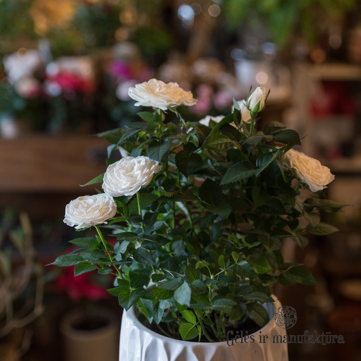 Rožytės (Rosa) smulkiažiedės rožės, augančios vazonėlyje, įvairios žiedų spalvos - Image 28