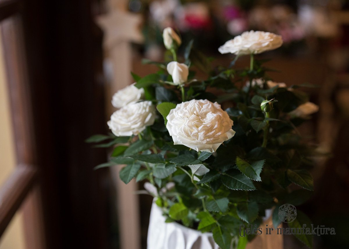 Rožytės (Rosa) smulkiažiedės rožės, augančios vazonėlyje, įvairios žiedų spalvos - Image 27