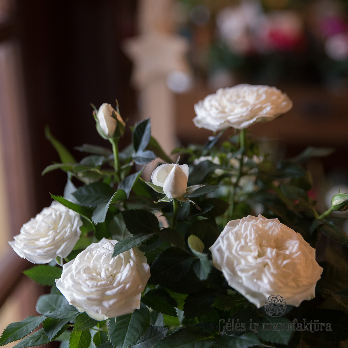 Rožytės (Rosa) smulkiažiedės rožės, augančios vazonėlyje, įvairios žiedų spalvos - Image 20