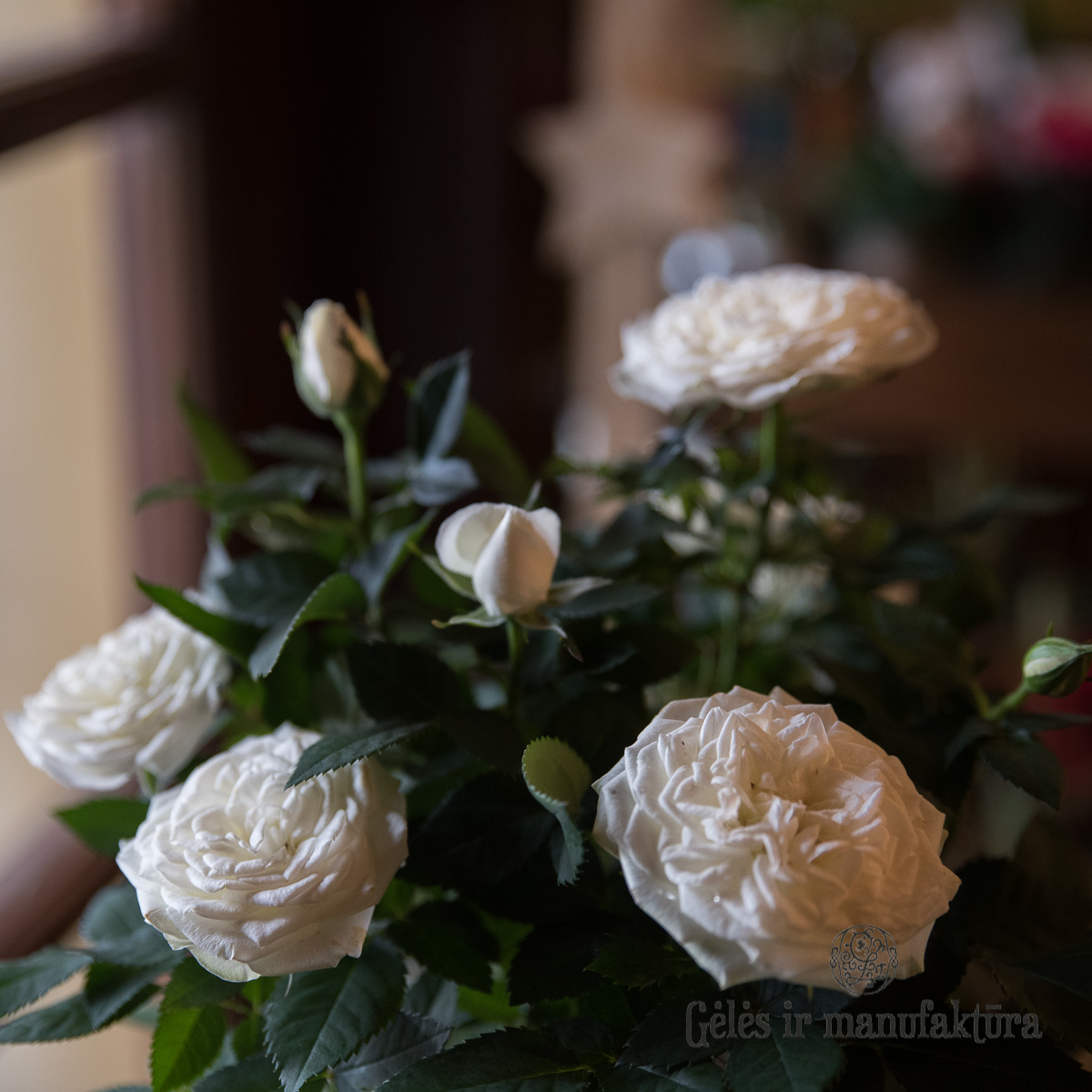 Rožytės (Rosa) smulkiažiedės rožės, augančios vazonėlyje, įvairios žiedų spalvos - Image 26