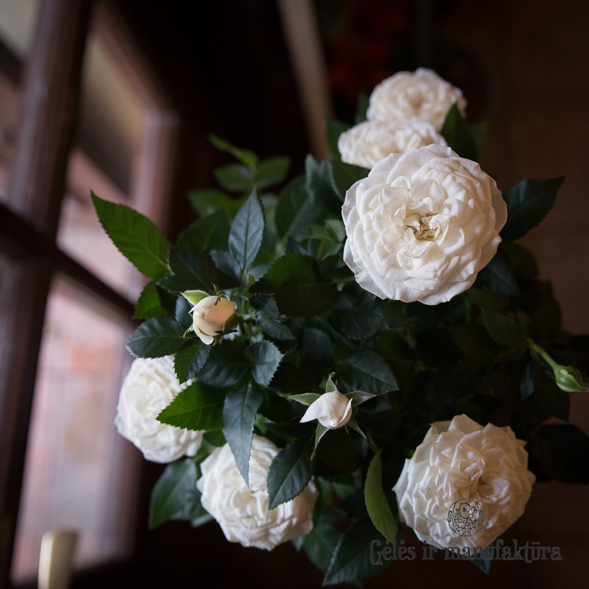 Rožytės (Rosa) smulkiažiedės rožės, augančios vazonėlyje, įvairios žiedų spalvos - Image 19