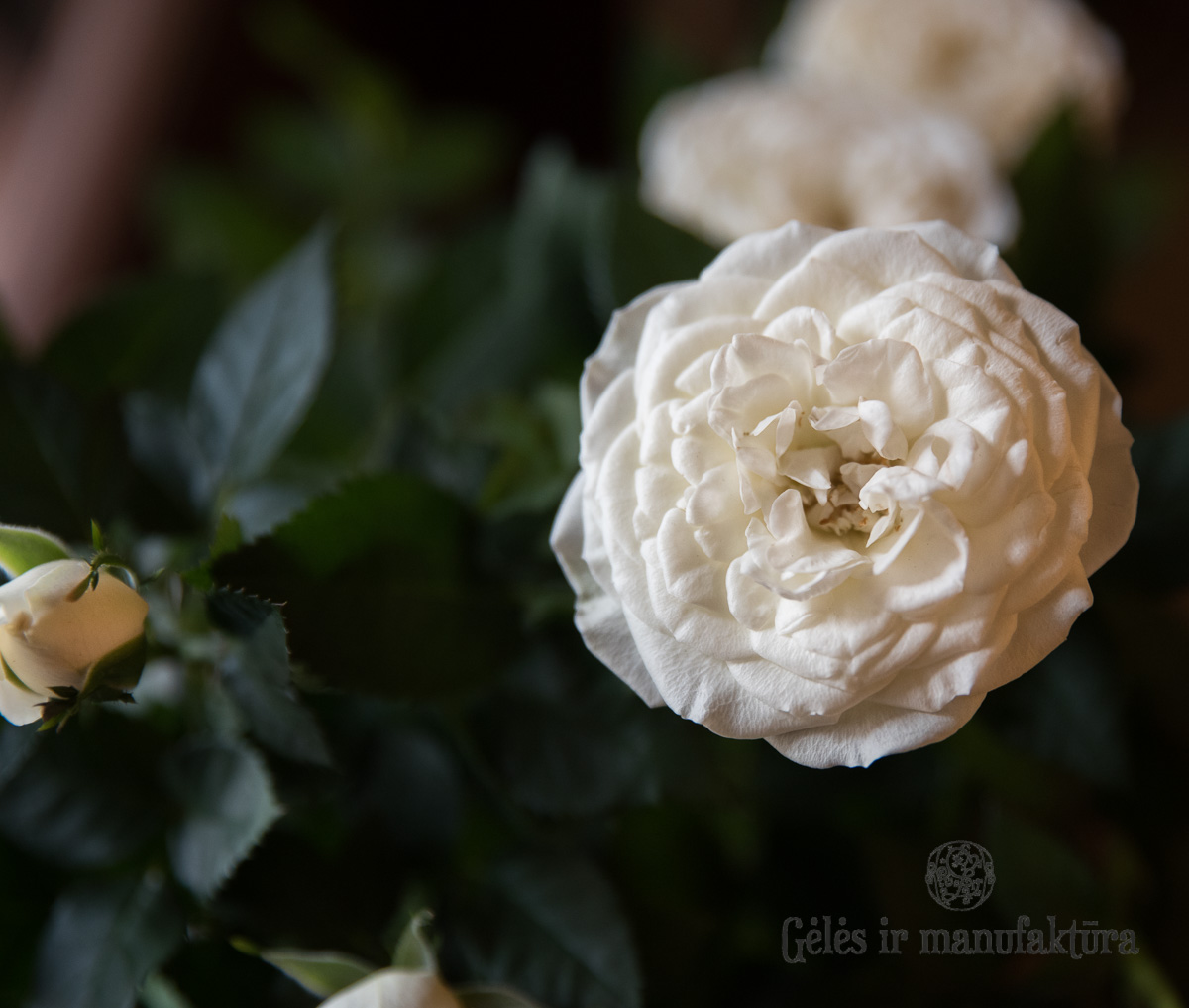 Rožytės (Rosa) smulkiažiedės rožės, augančios vazonėlyje, įvairios žiedų spalvos - Image 29