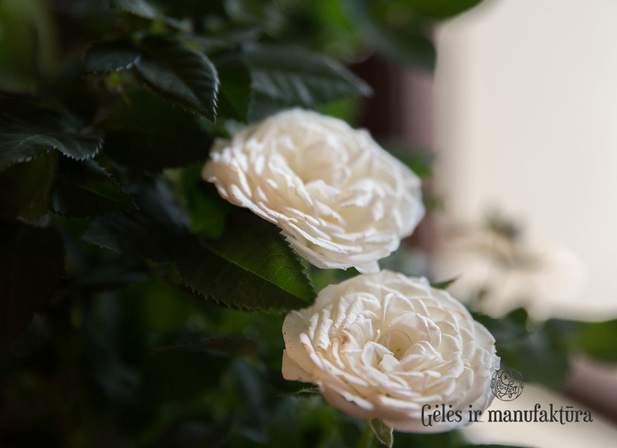 Rožytės (Rosa) smulkiažiedės rožės, augančios vazonėlyje, įvairios žiedų spalvos - Image 30