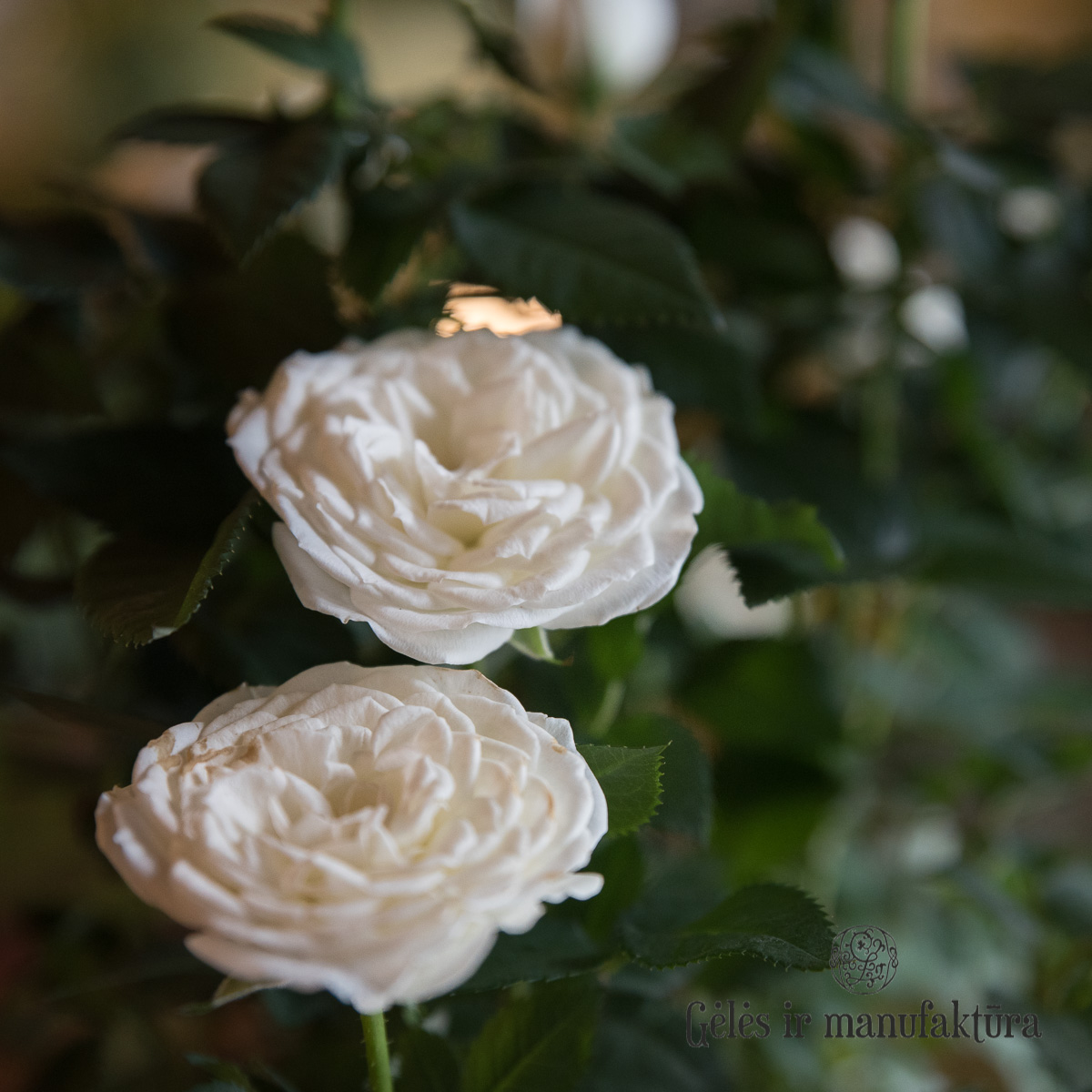 Rožytės (Rosa) smulkiažiedės rožės, augančios vazonėlyje, įvairios žiedų spalvos - Image 31