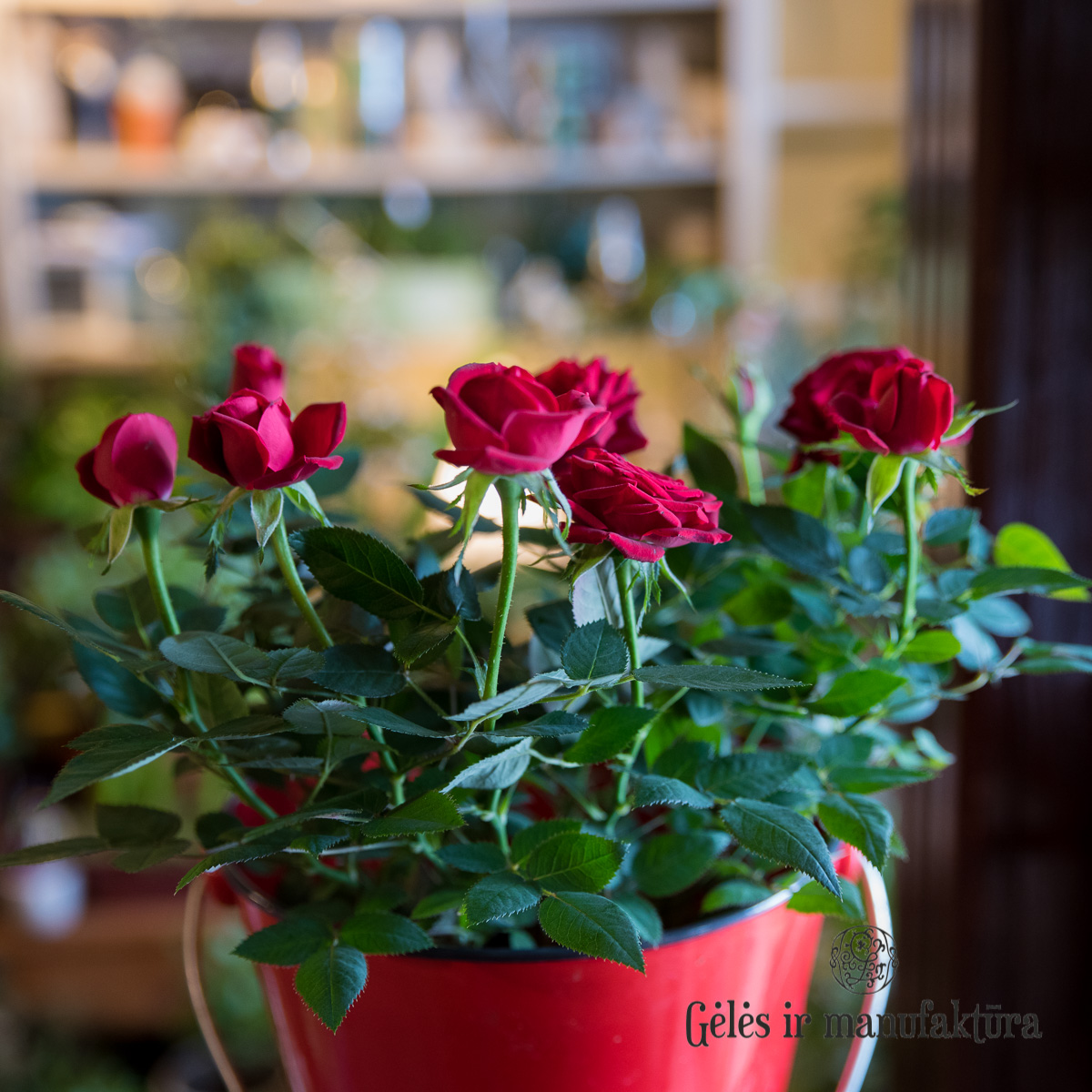 Rožytės (Rosa) smulkiažiedės rožės, augančios vazonėlyje, įvairios žiedų spalvos - Image 16