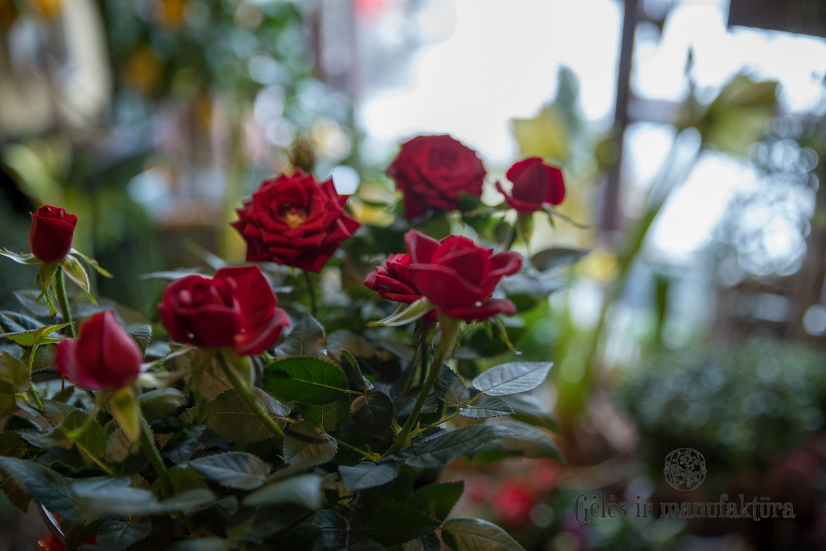 Rožytės (Rosa) smulkiažiedės rožės, augančios vazonėlyje, įvairios žiedų spalvos - Image 37