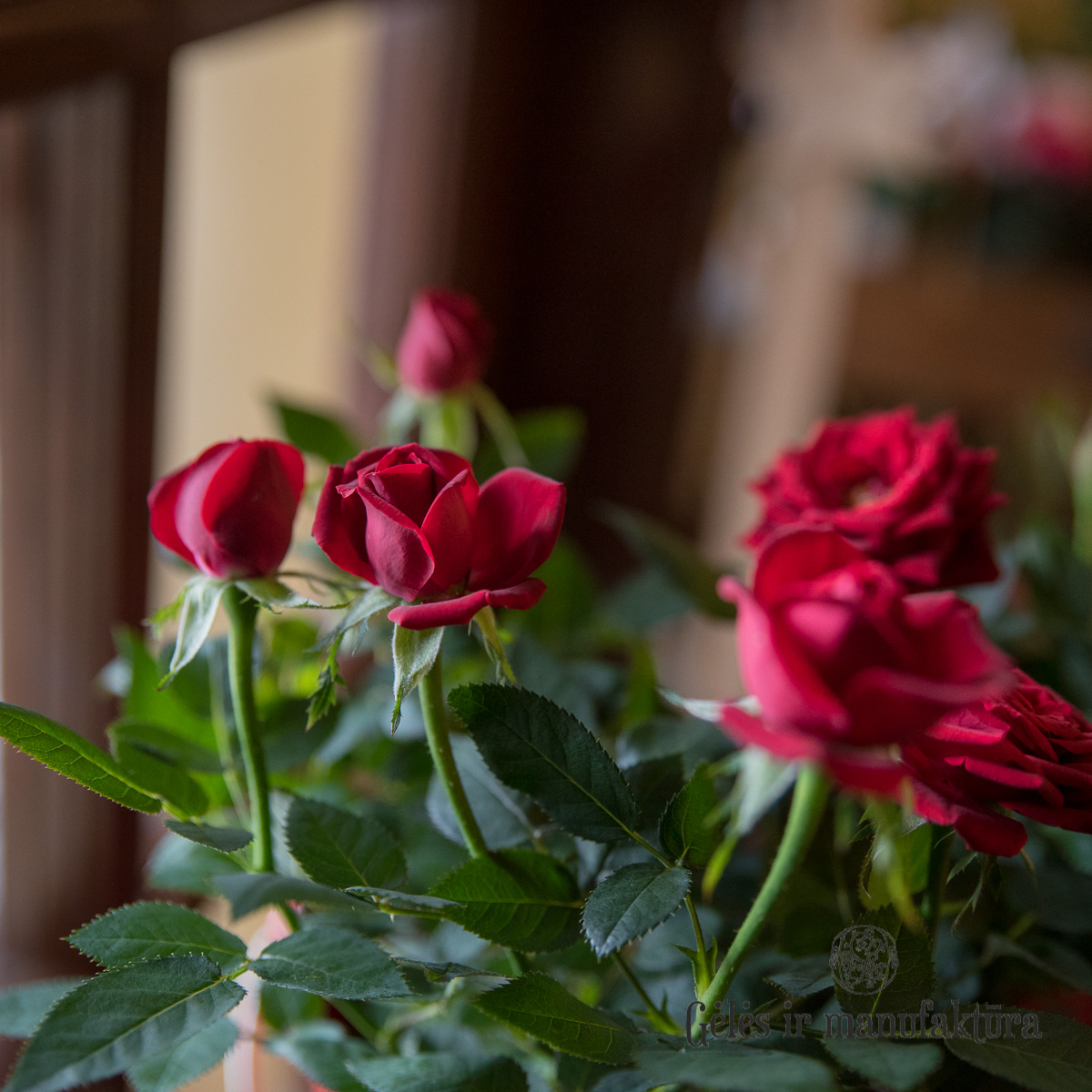 Rožytės (Rosa) smulkiažiedės rožės, augančios vazonėlyje, įvairios žiedų spalvos - Image 11