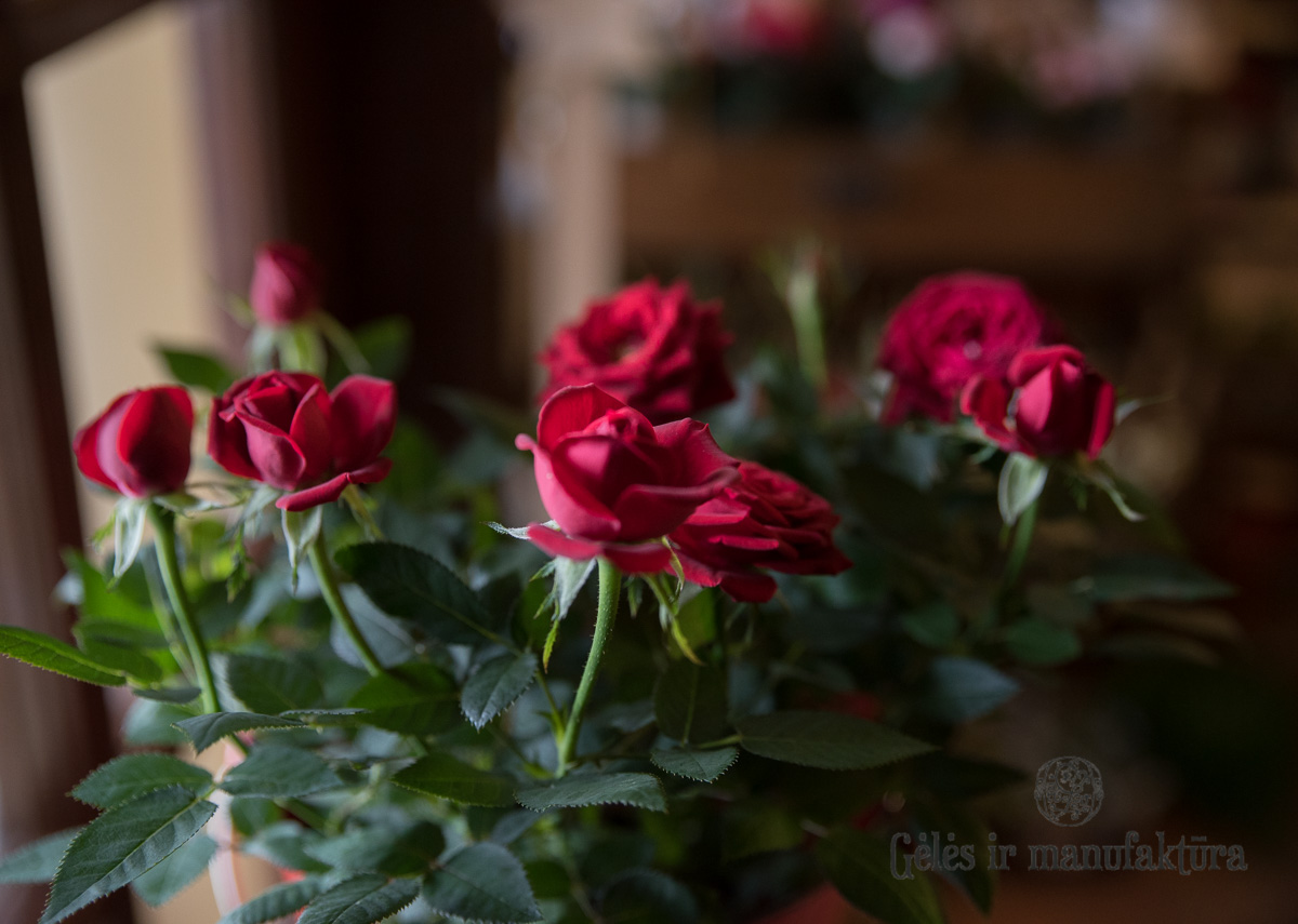 Rožytės (Rosa) smulkiažiedės rožės, augančios vazonėlyje, įvairios žiedų spalvos - Image 21