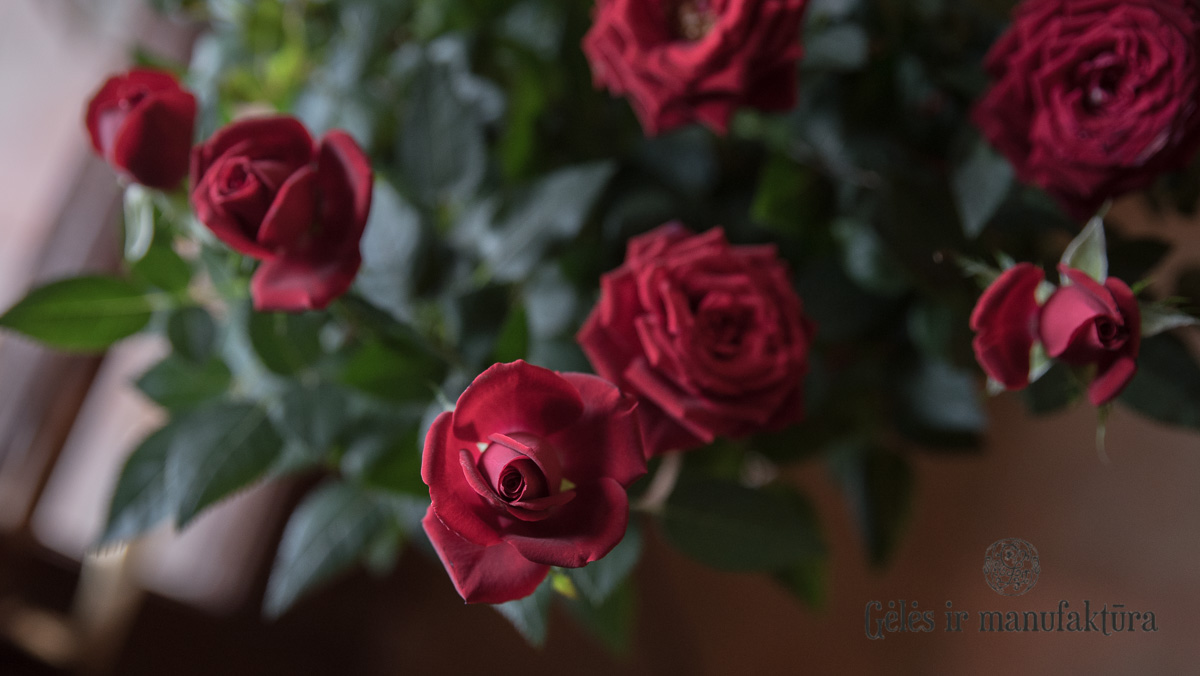 Rožytės (Rosa) smulkiažiedės rožės, augančios vazonėlyje, įvairios žiedų spalvos - Image 35