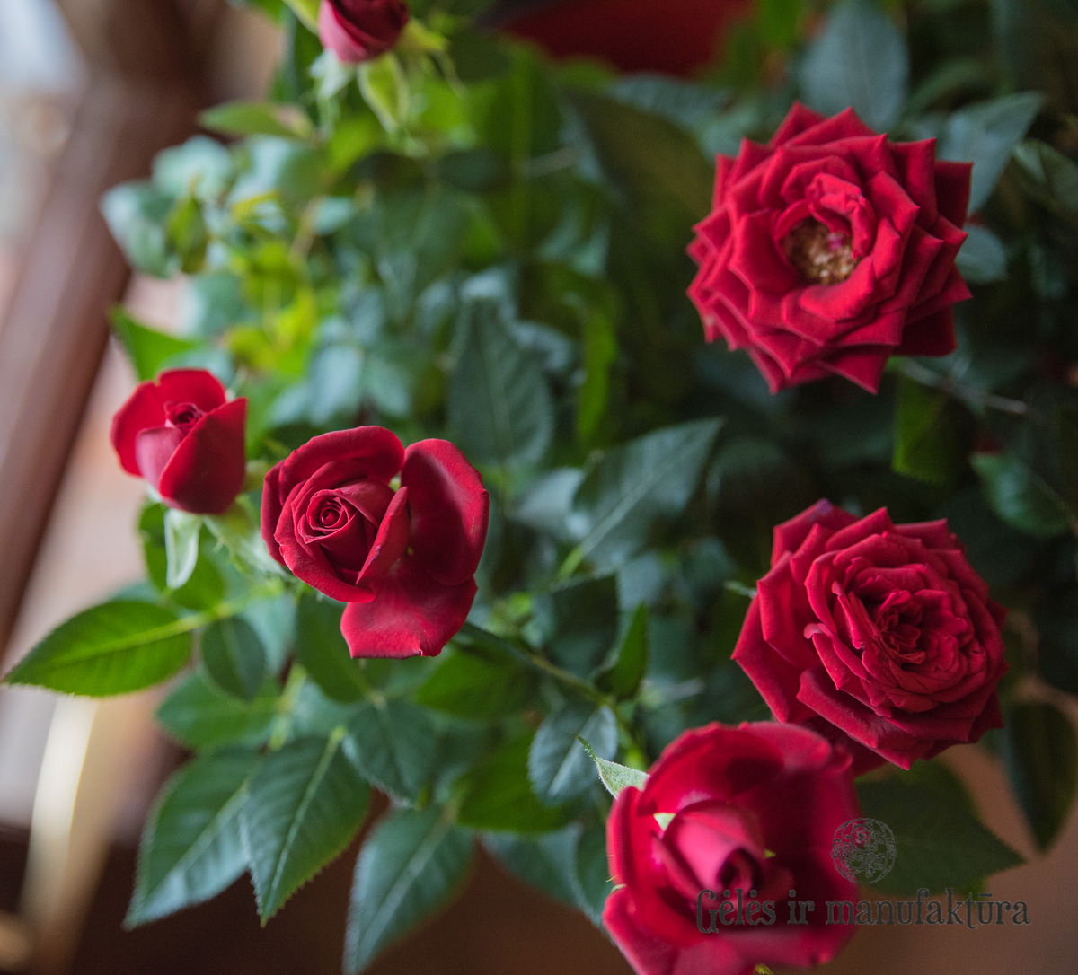 Rožytės (Rosa) smulkiažiedės rožės, augančios vazonėlyje, įvairios žiedų spalvos - Image 8