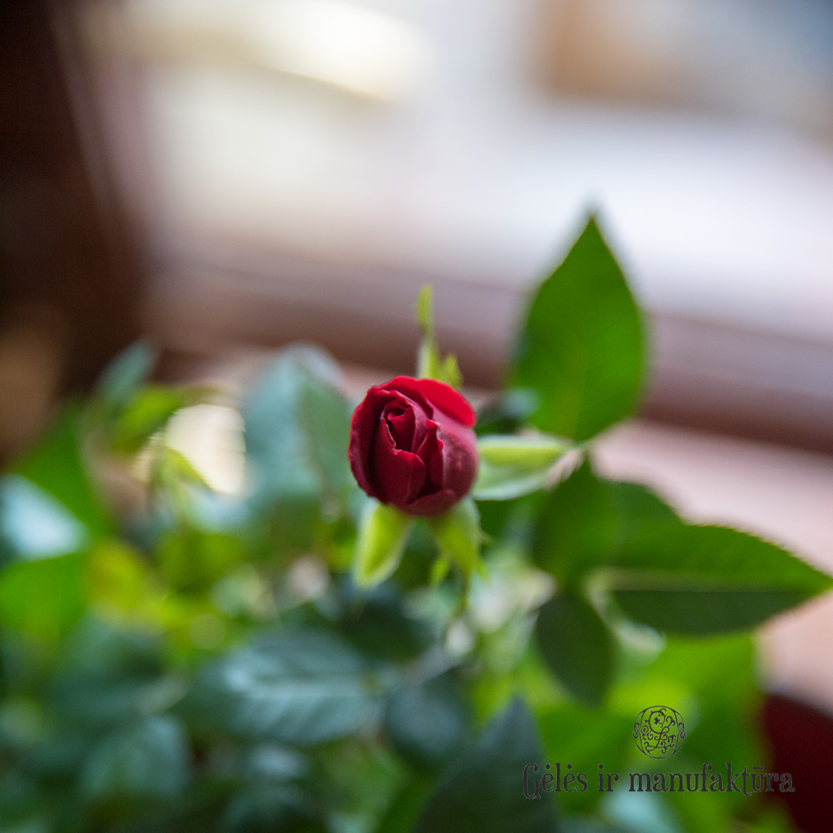 Rožytės (Rosa) smulkiažiedės rožės, augančios vazonėlyje, įvairios žiedų spalvos - Image 34
