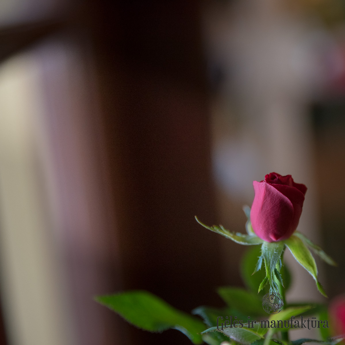 Rožytės (Rosa) smulkiažiedės rožės, augančios vazonėlyje, įvairios žiedų spalvos - Image 25