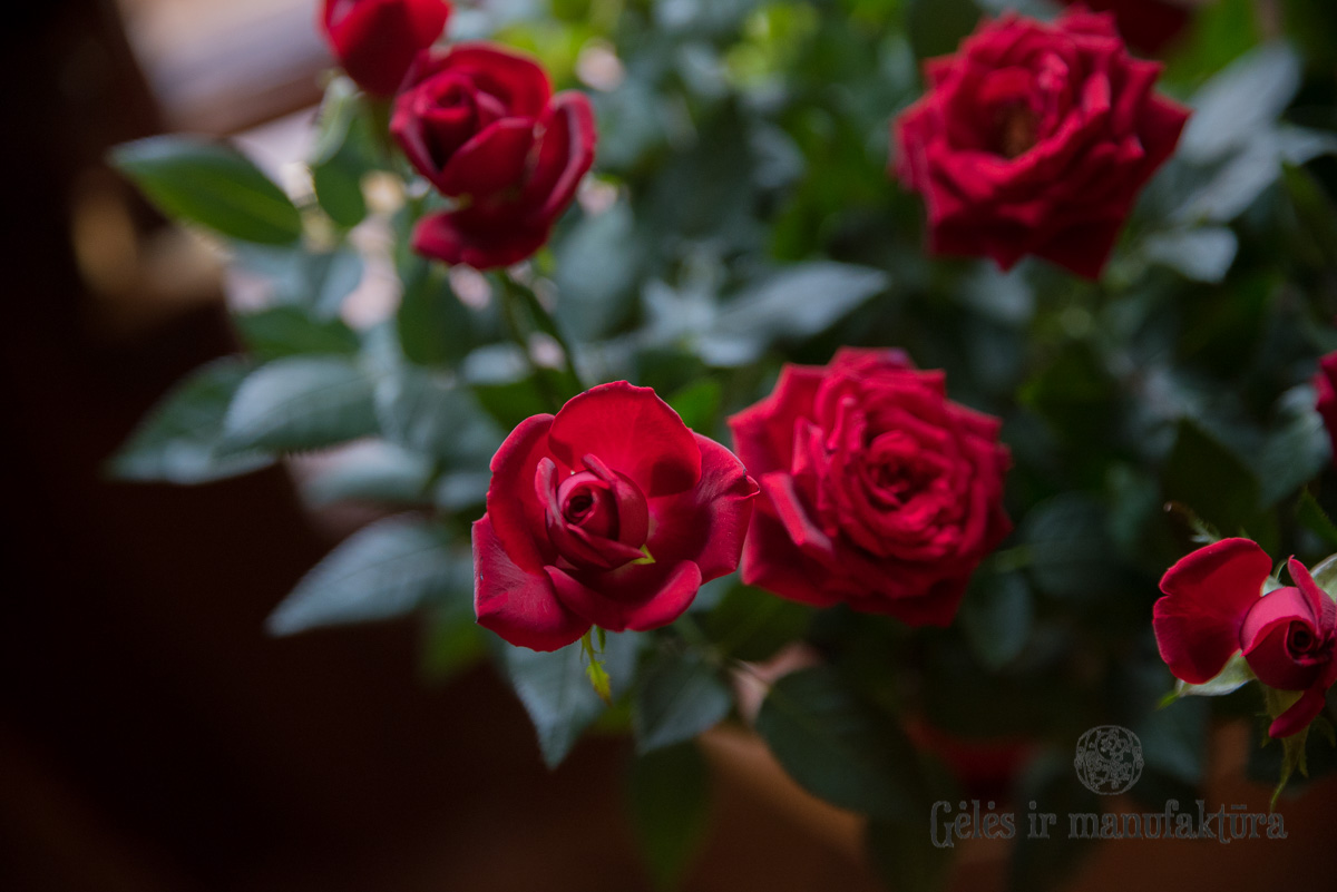 Rožytės (Rosa) smulkiažiedės rožės, augančios vazonėlyje, įvairios žiedų spalvos - Image 24