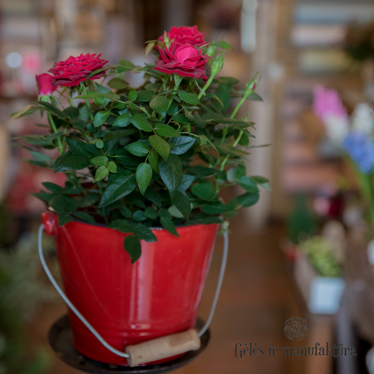 Rožytės (Rosa) smulkiažiedės rožės, augančios vazonėlyje, įvairios žiedų spalvos - Image 23