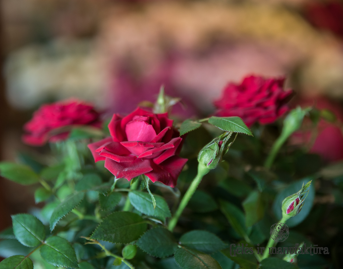 Rožytės (Rosa) smulkiažiedės rožės, augančios vazonėlyje, įvairios žiedų spalvos - Image 36