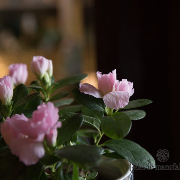 Azalija azalea rhododendron simsii gėlės ir manufaktūra kambarinis augalas
