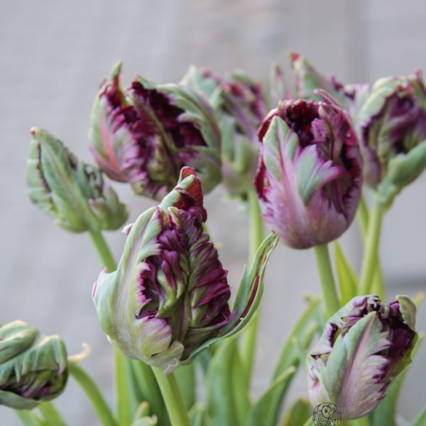 tulipa-black-parrot juoda papūginė tulips tulpės gėlės ir manufaktūra