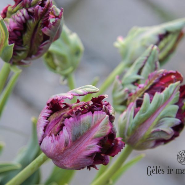 tulipa-black-parrot juoda papūginė tulips tulpės gėlės ir manufaktūra