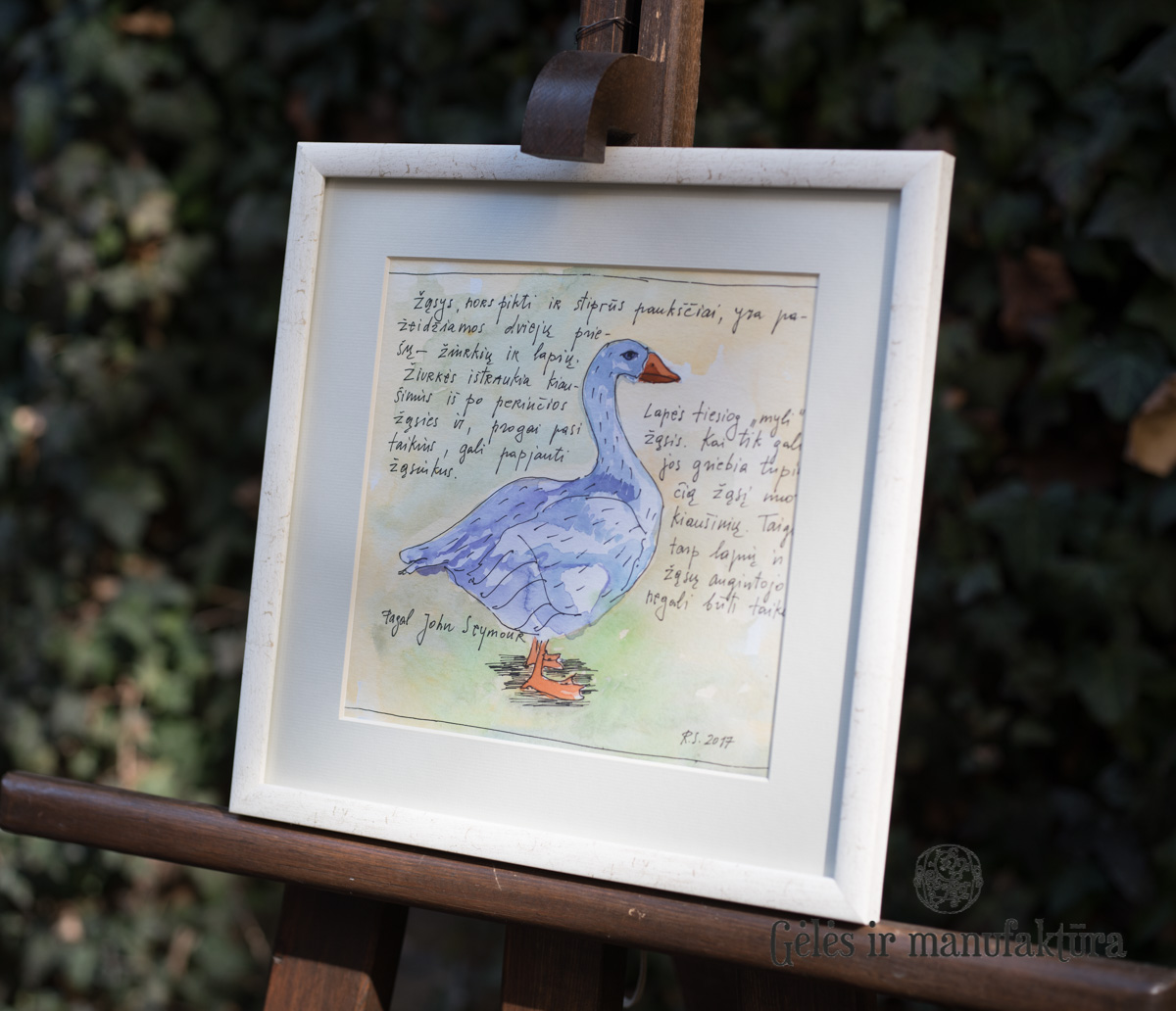 picture handmade geles ir manufaktura R.Strazdas art paveikslas žąsis naminiai gyvūnai akvarelė
