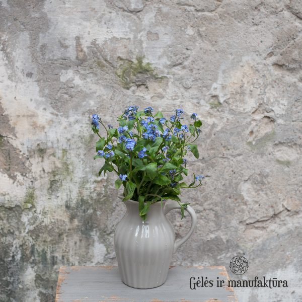 myosotis neužmirštuolės blue flowers flowershop skintos gėlės ir manufaktūra mėlyna žydra