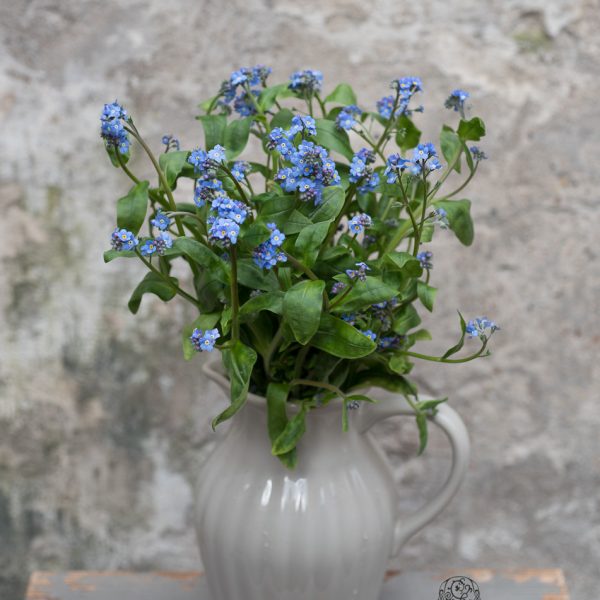 myosotis neužmirštuolės blue flowers flowershop skintos gėlės ir manufaktūra mėlyna žydra