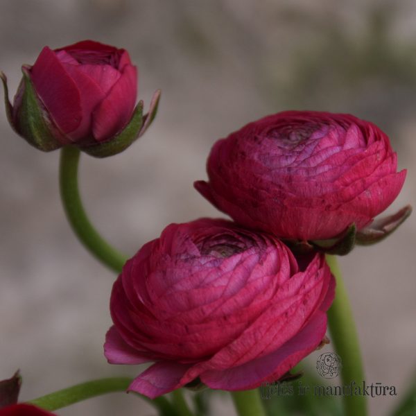 geles ir manufaktura flowershop Vėdrynas Ranunculus