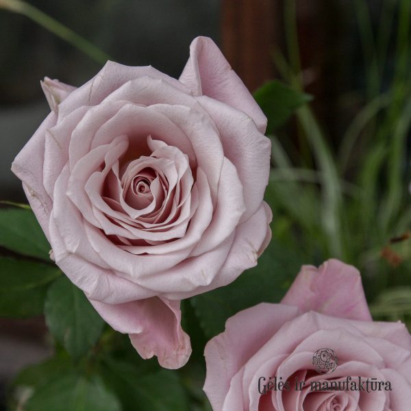 Rožė rosa rose Menta bijunine geles ir manufaktura