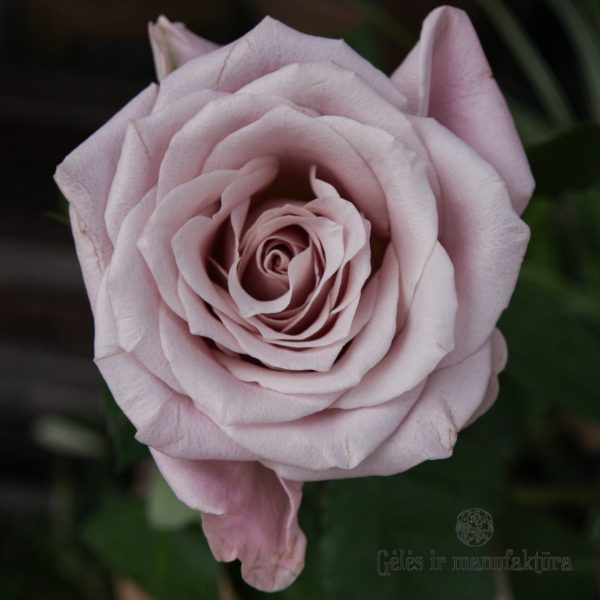 Rožė rosa rose Menta bijunine geles ir manufaktura