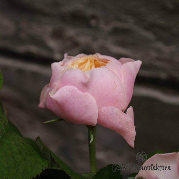 Rožė rosa rose Romantic Vuvuzela bijunine geles ir manufaktura