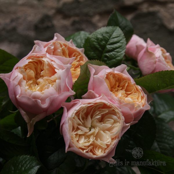 rožės Vuvuzela roses rosa geles ir manufaktura