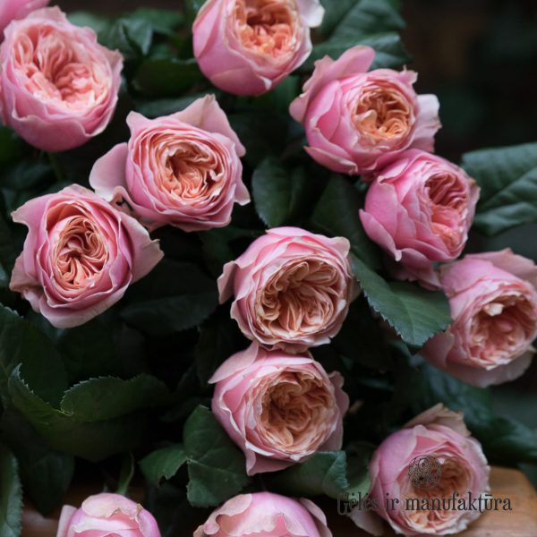 rožės Vuvuzela roses rosa geles ir manufaktura