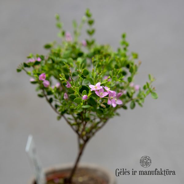 boronia crenulata pink flowers plants boronija žydintis kambariniai augalai gėlės ir manufaktūra