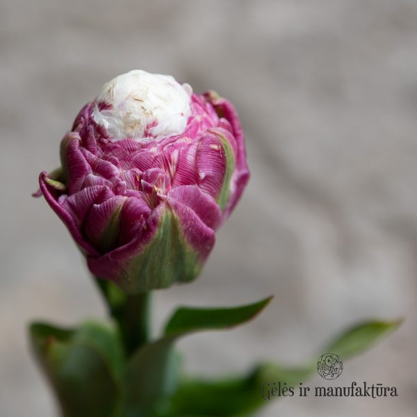 gėlės ir manufaktūra flowershop Tulpės Tulipa ice cream