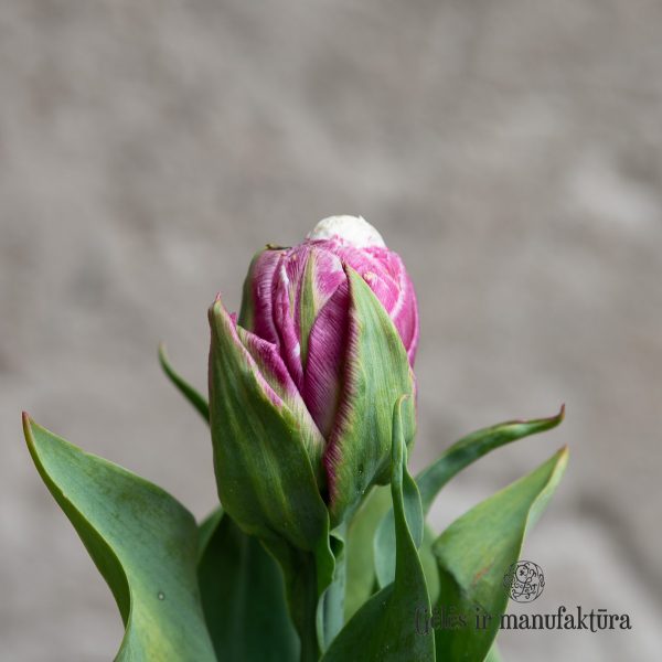 gėlės ir manufaktūra flowershop Tulpės Tulipa ice cream